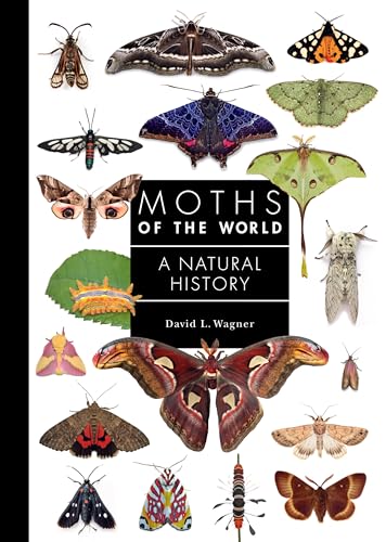 Moths of the World: A Natural History - Hardcover